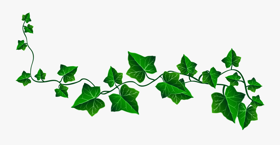 Vine Ivy Decoration Png Clipart Picture - Ivy Transparent Background, Transparent Clipart