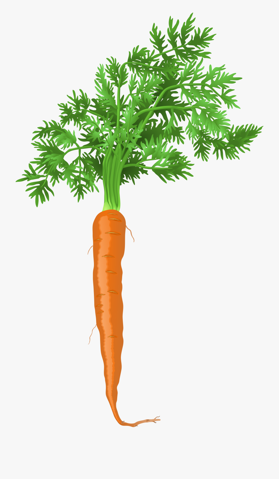 Clip Art Carrot Plant Clipart - Carrot Plant Png Transparent Background, Transparent Clipart