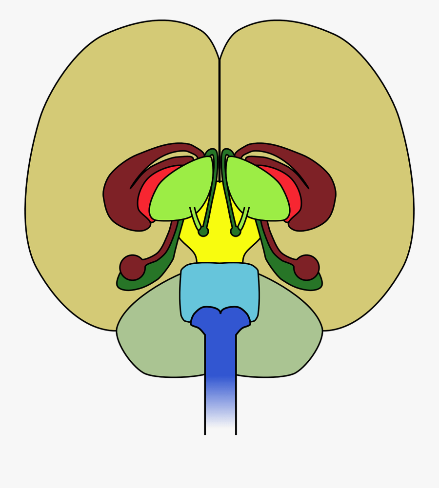 Brain Frontal View Cortex, Transparent Clipart