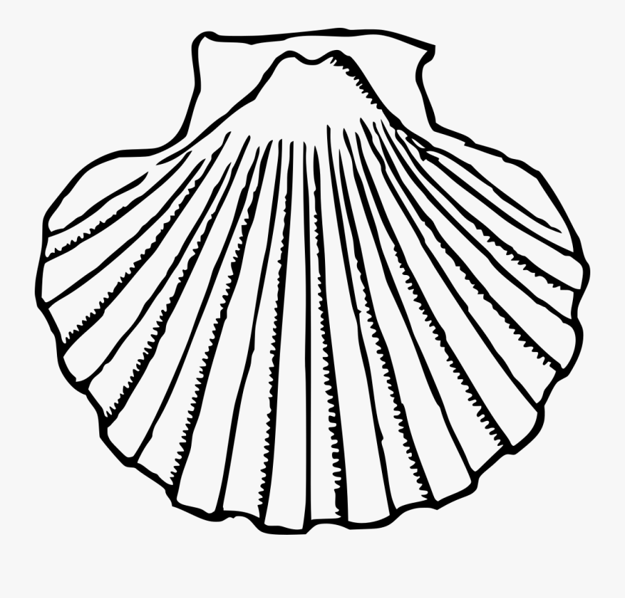 Seashell Shells Clipart Clipart - Shell Clip Art, Transparent Clipart