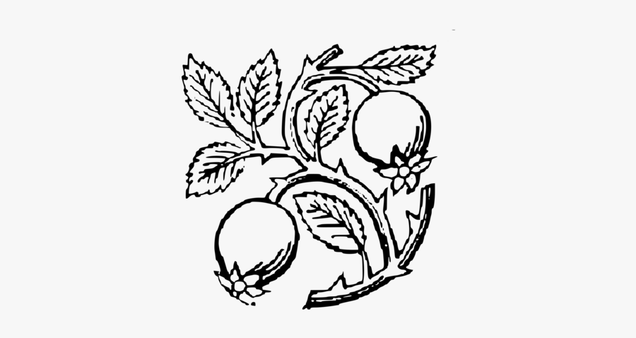 Art,monochrome Photography,plant - Fruits Of A Plant Clipart Black And White, Transparent Clipart