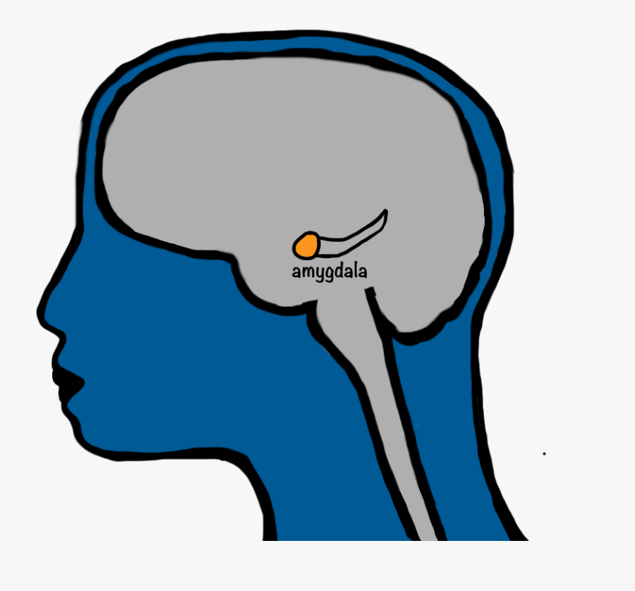This Higher Activity Leads To Higher Recall Of The - Orbitofrontal Cortex And Caudate Nucleus, Transparent Clipart