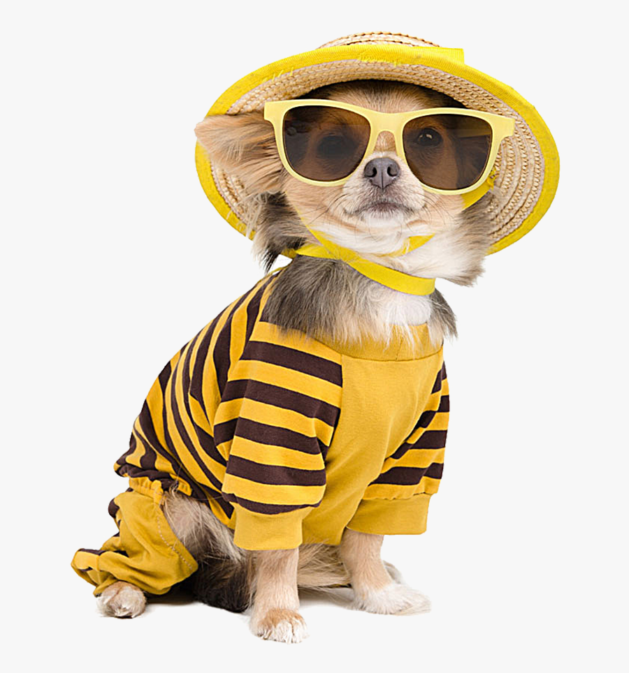 Chihuahua Sunglasses Photography Cool Dog T-shirt Puppy - Cute Puppy With Dress, Transparent Clipart