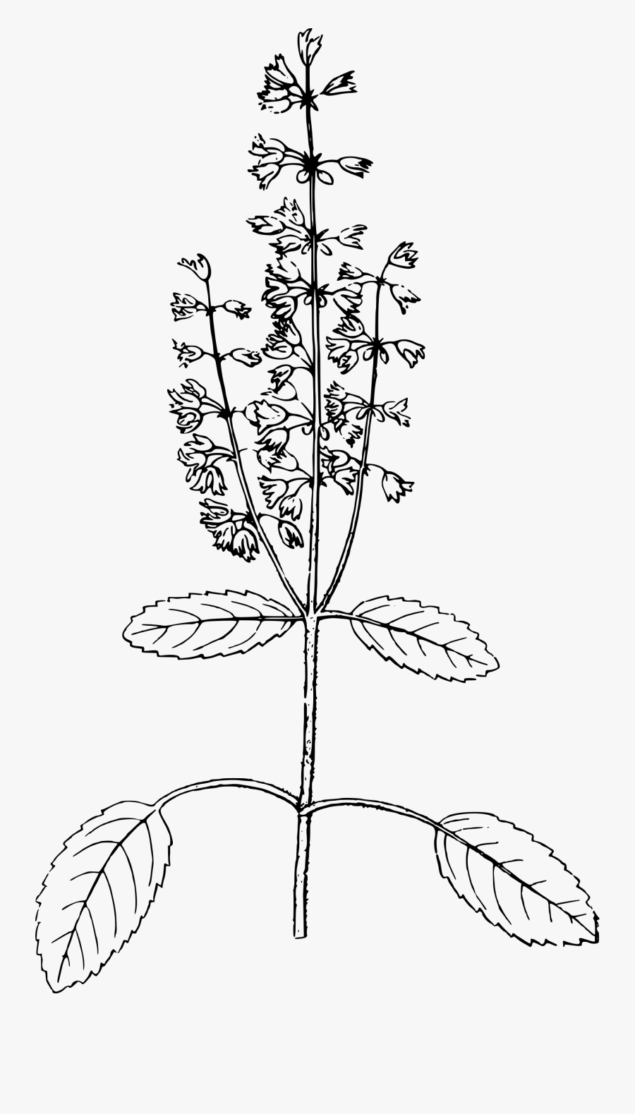 Transparent Weed Plant Clipart - Art Of Tulsi Plant, Transparent Clipart