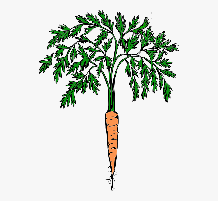Clip Art Carrot Plant Clipart - Carrot Plant Clip Art, Transparent Clipart