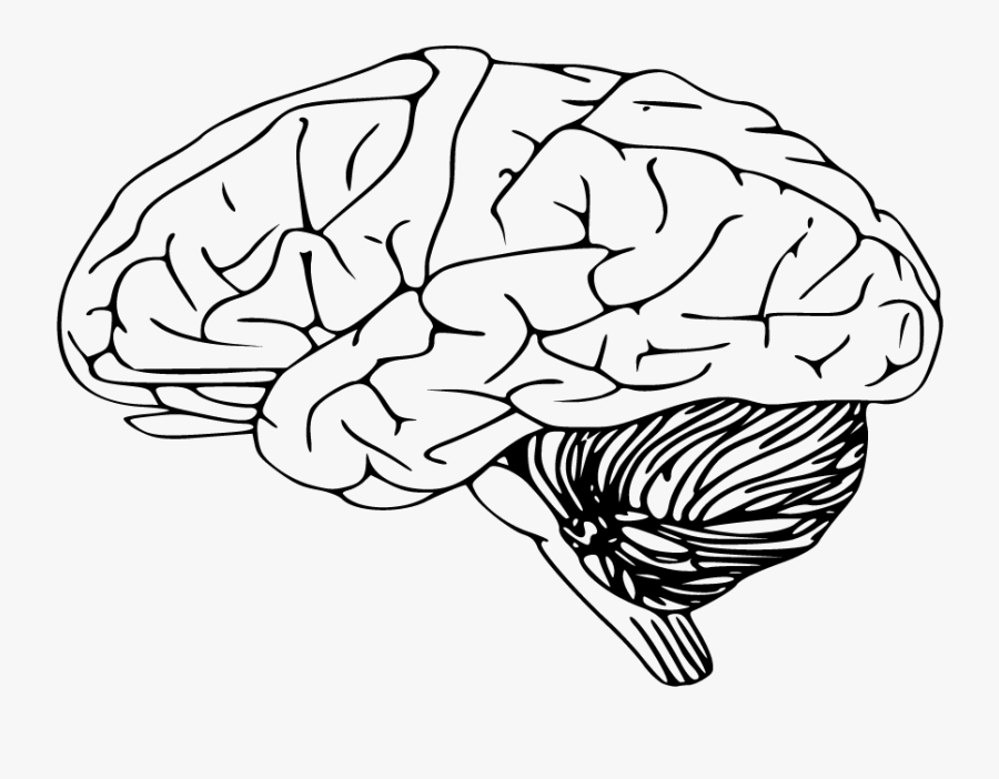 Brain Clipart Sketch - Brain Black And White Clipart, Transparent Clipart