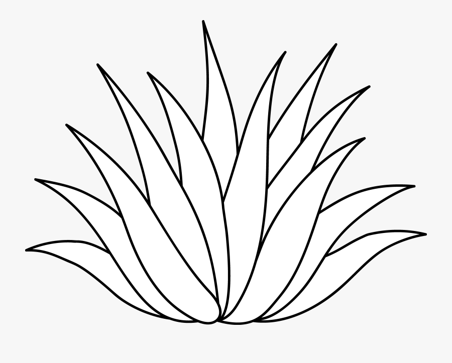 Plant Science Clipart - Agave Plant Clip Art, Transparent Clipart