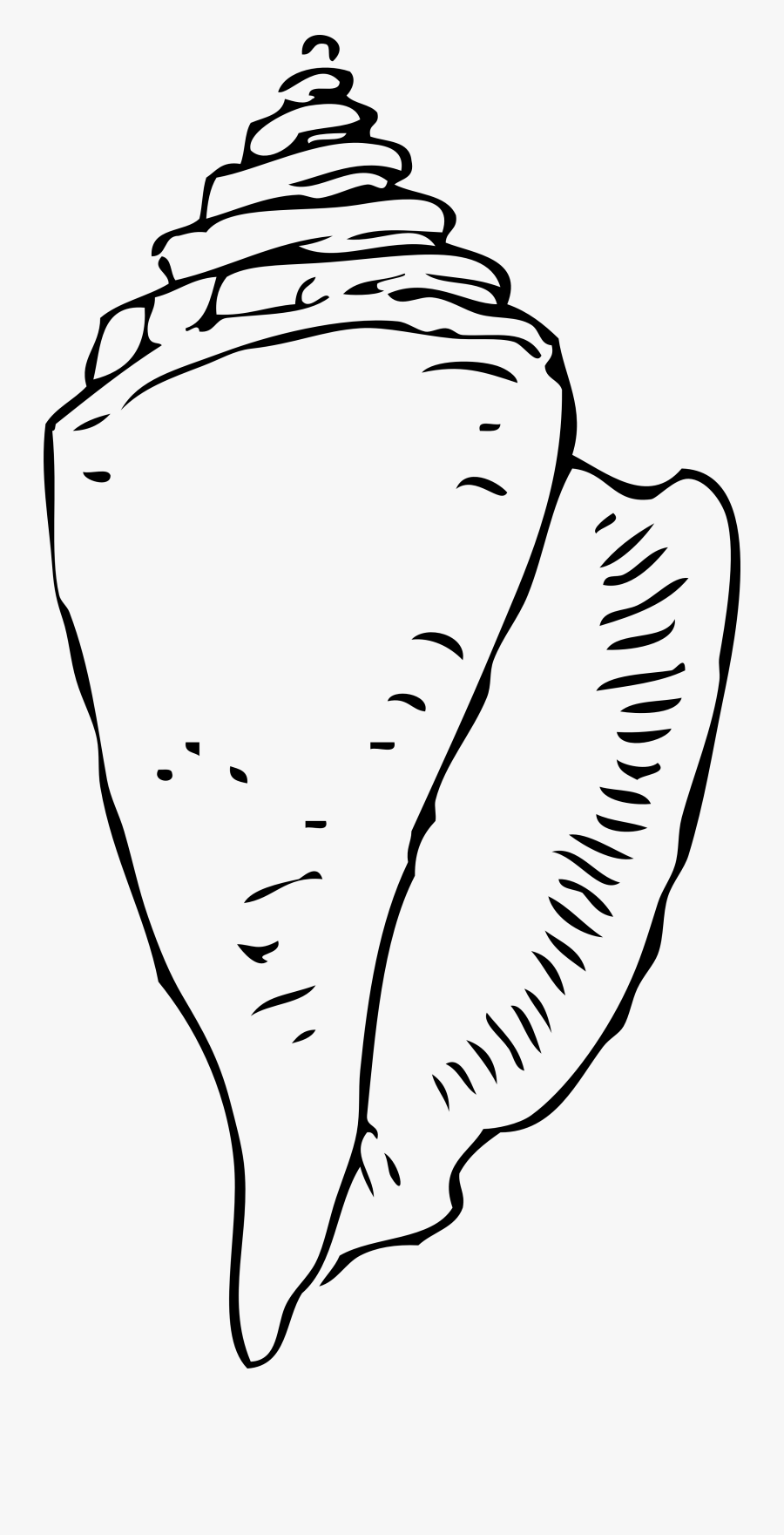 Seashell Drawing Clipart Free Clipart Images - Shell Clip Art Black And White, Transparent Clipart