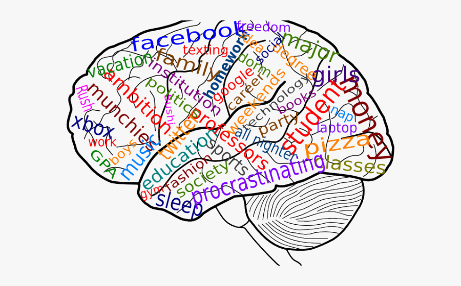 Brain Sketch, Transparent Clipart