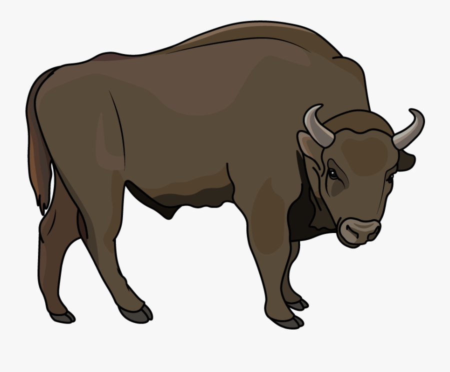 How To Draw A Bison, Animals, Zoo, Easy Step By Step - Bull, Transparent Clipart