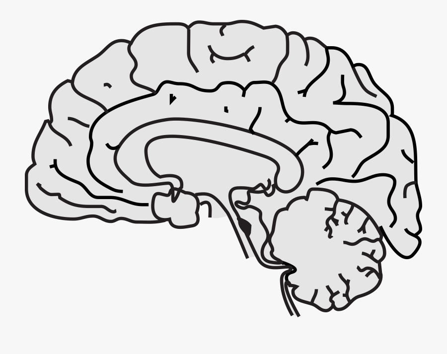 Simple Brain - Simple A Brain, Transparent Clipart