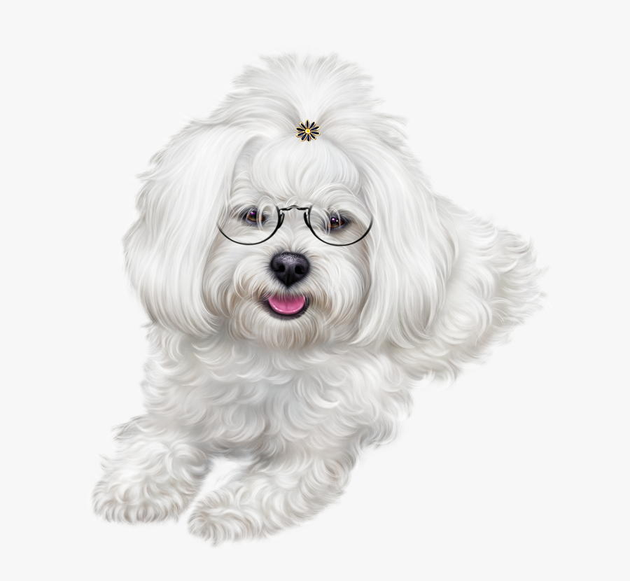 Puppy Clipart Maltipoo - Plaatjes Fantasy Eiland, Transparent Clipart