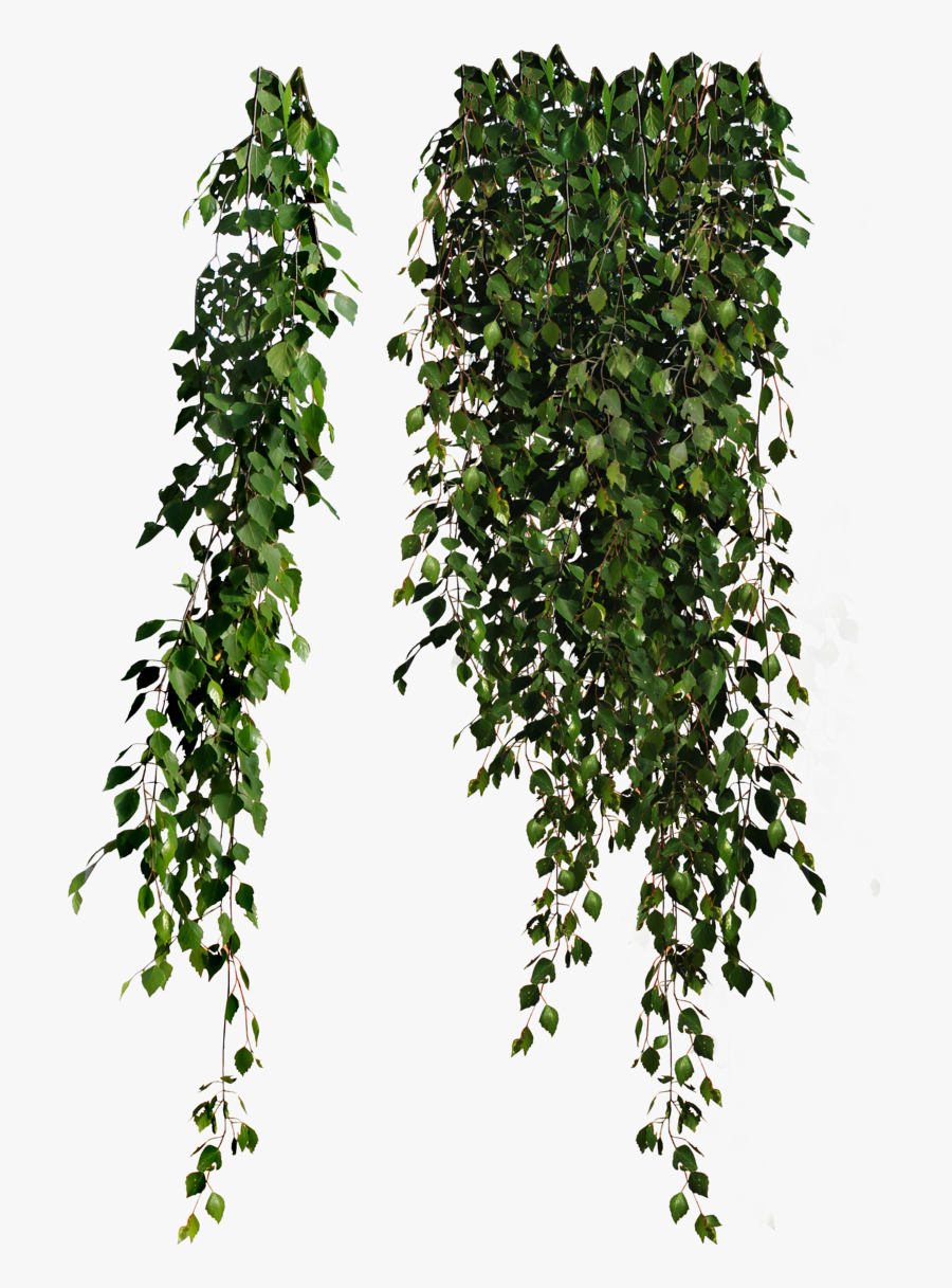 Plants Png Clipart - Creeping Plant Png, Transparent Clipart