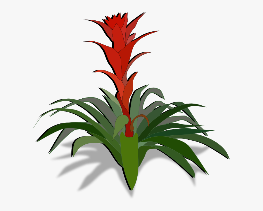 Plant,flower,leaf - Bromeliad Clipart, Transparent Clipart