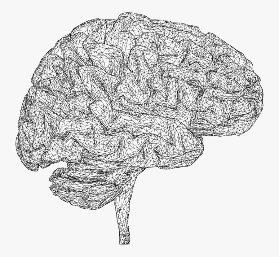 Leaf,organ,tree - Sketch, Transparent Clipart