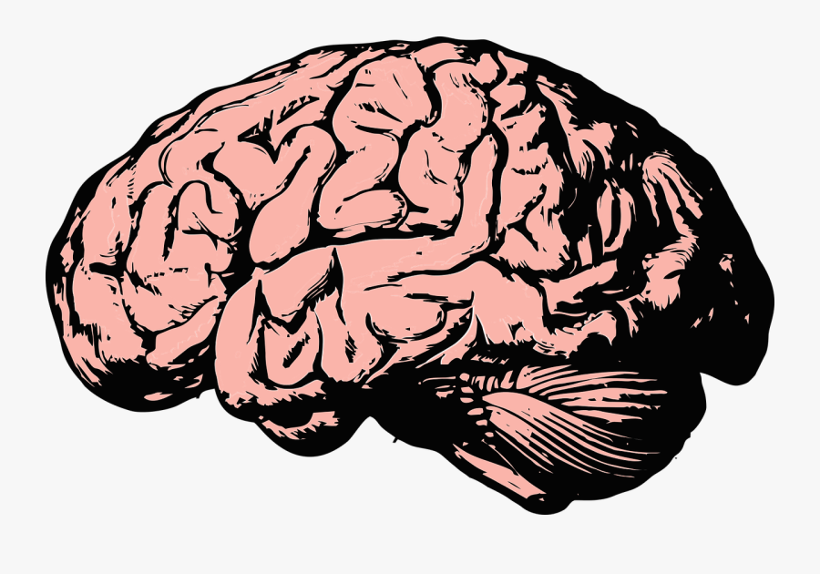 Mind Images - Cartoon Brain Transparent Background, Transparent Clipart