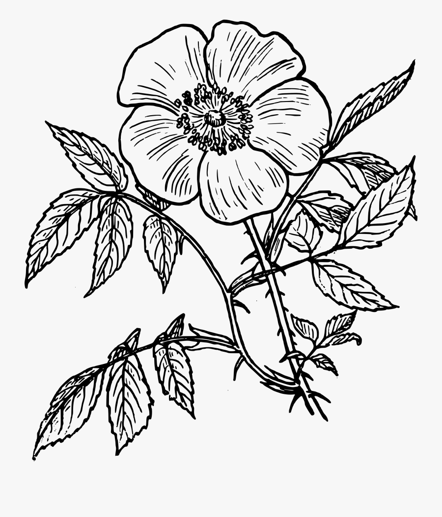 Thumb Image - Flower Line Drawing Png, Transparent Clipart