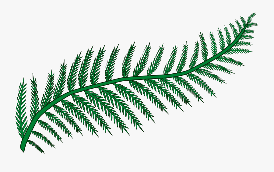 Plant,leaf,vascular Plant - Clipart Fern, Transparent Clipart