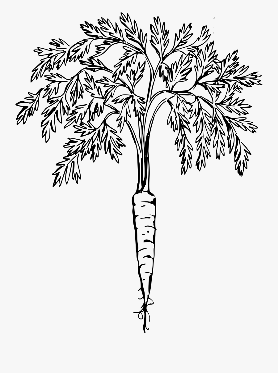 Transparent Carrot Clipart Png - Carrot Clip Art, Transparent Clipart