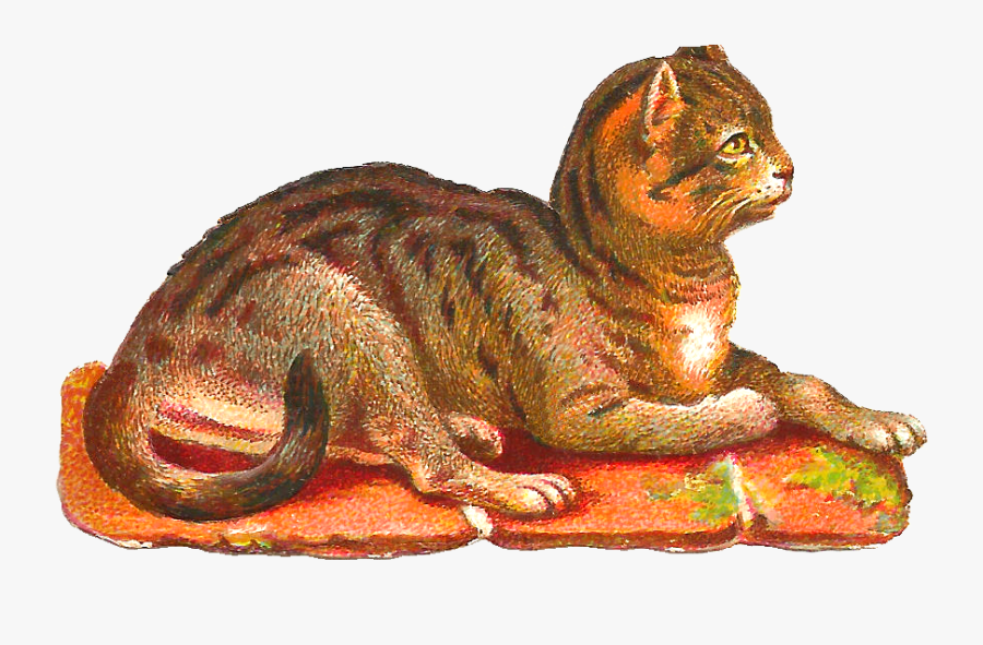 Cat, Transparent Clipart