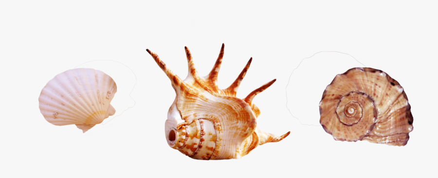 Seashell Photography Clip Art Element Shellfish Transprent - Real Ocean Creatures Png, Transparent Clipart