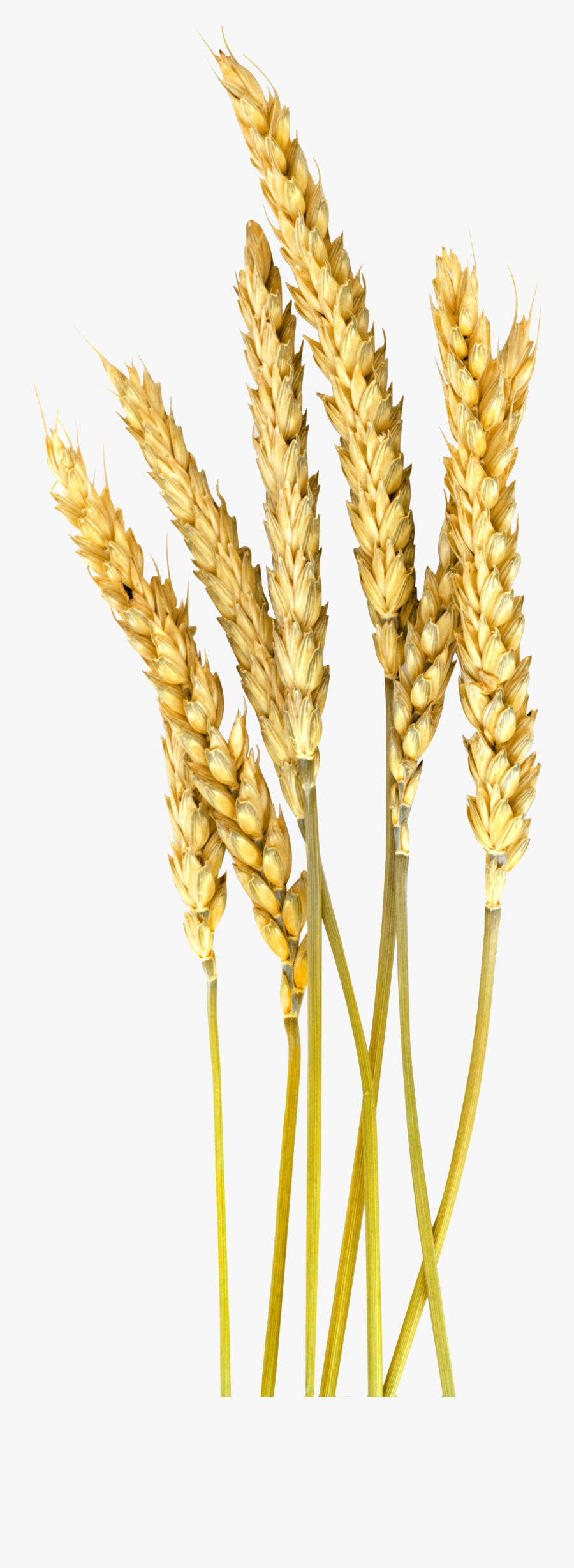 Wheat Millet Plant Clipart - Foxtail Millet Tree Png, Transparent Clipart