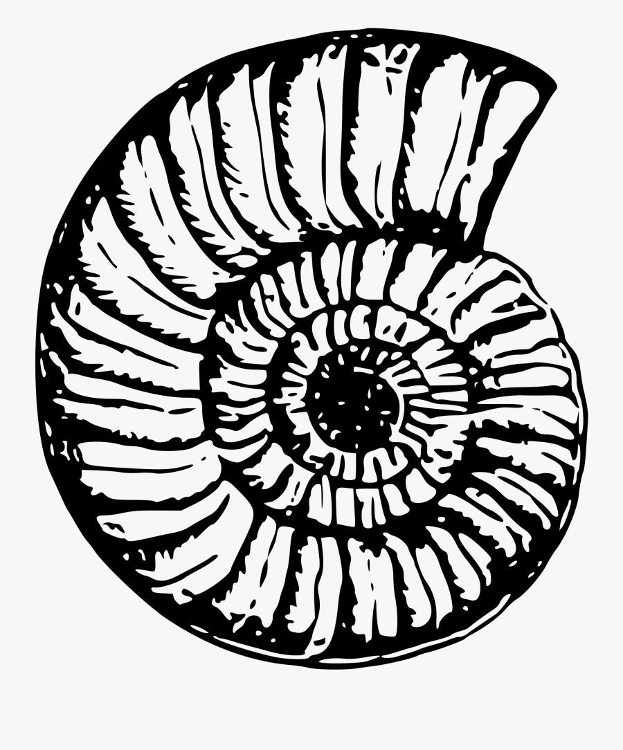 Seashell Drawing At Getdrawings - Black And White Shell Png, Transparent Clipart