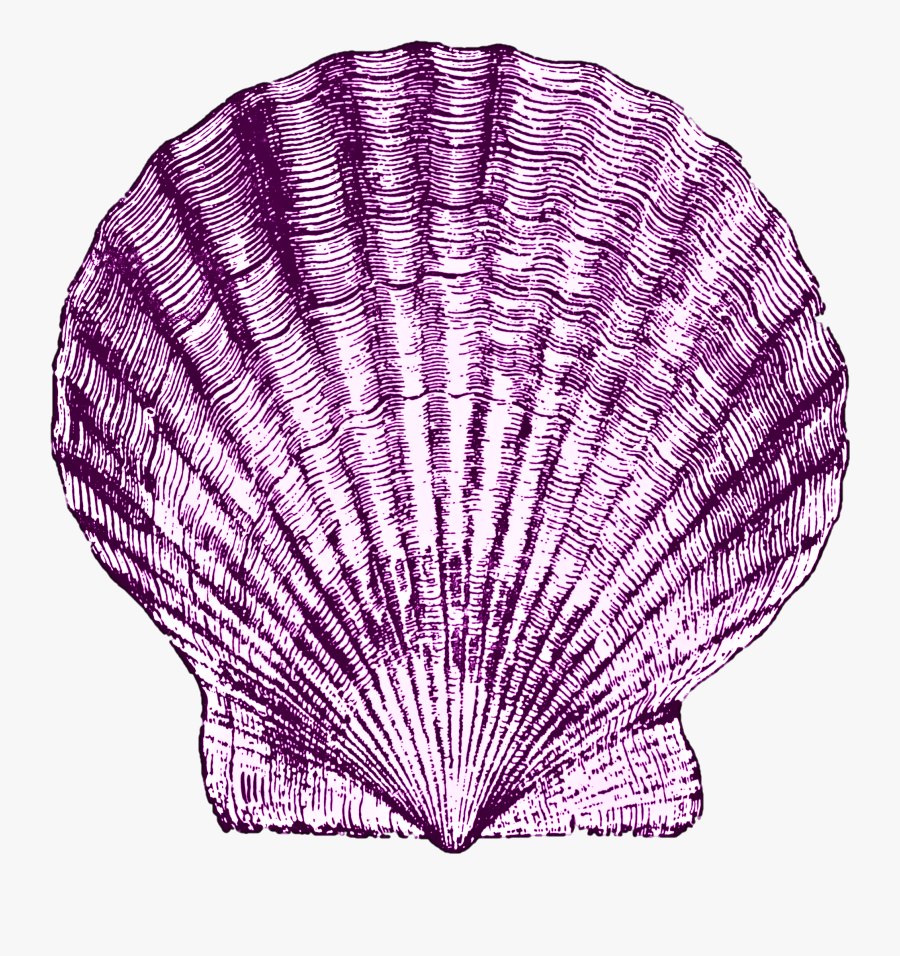 Shell Art, Sea Shells, Nautical, Clip Art, Navy Marine, - Blue Navy Blue Pictures Of Sea Shells, Transparent Clipart