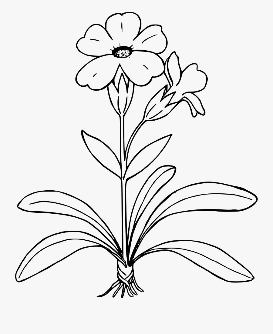 Transparent Parts Of A Flower Clipart - Flower Plant Black And White Clipart, Transparent Clipart