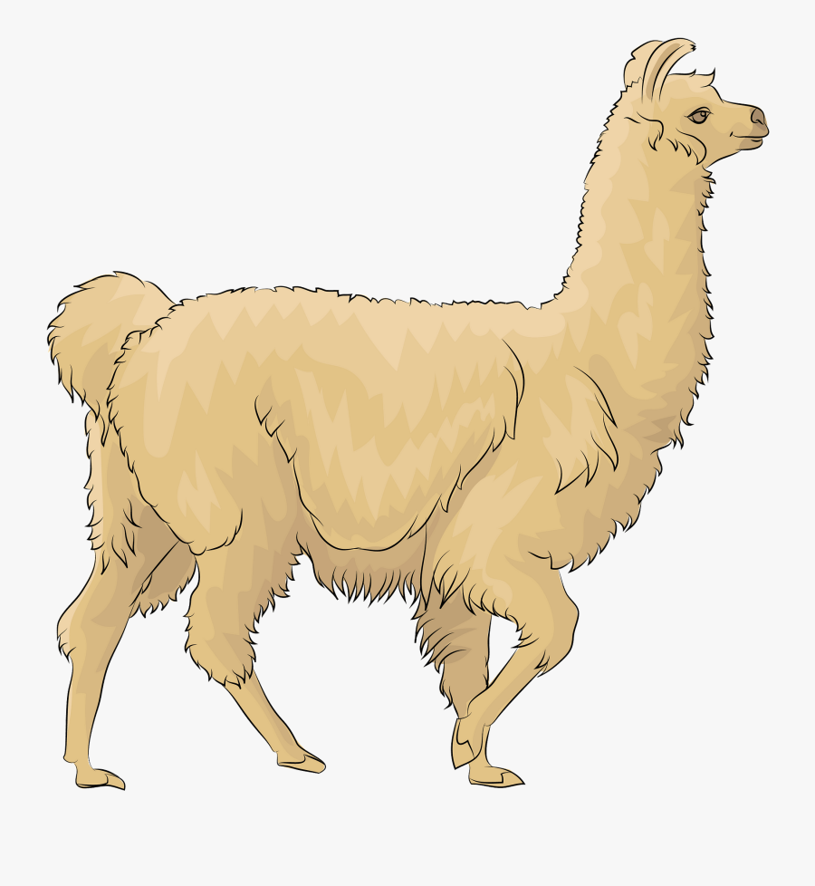 Llama, Transparent Clipart