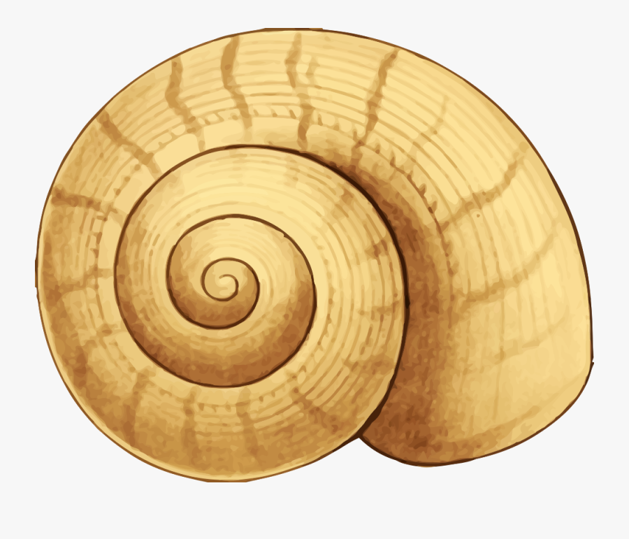 Nautilida,snail,spiral - Sea Snail Shell Clipart, Transparent Clipart