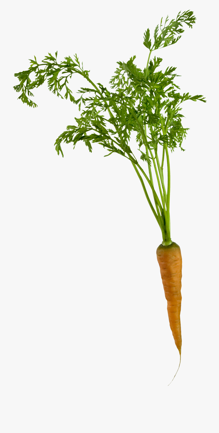 Carrot Clipart Single Vegetable - Vegetables Single Pics Png, Transparent Clipart
