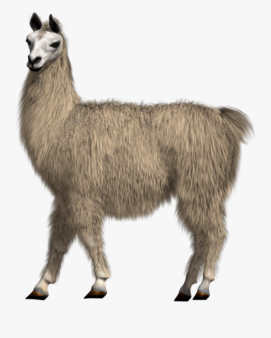 Transparent Background Llama Transparent, Transparent Clipart