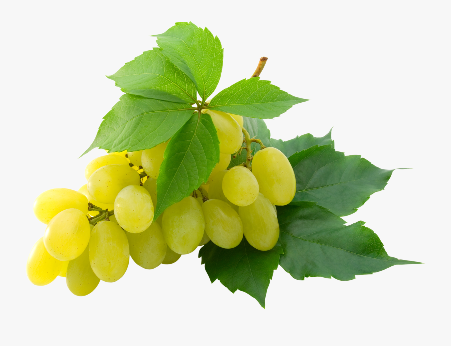 Grapes Clipart Single Grape - White Grape Png, Transparent Clipart