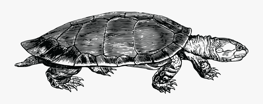 Free Of A - Snapping Turtle Clip Art Black And White, Transparent Clipart