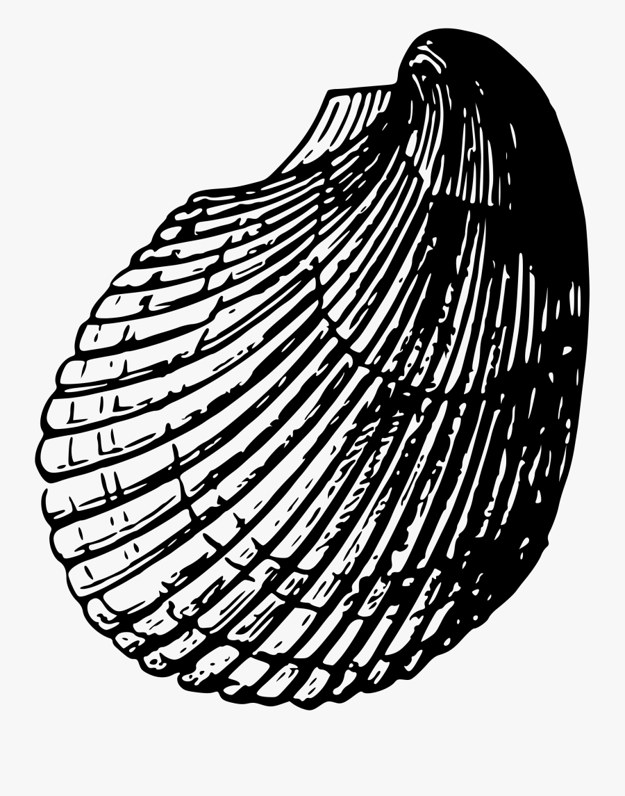 Black And White Seashell Clipart - Sketsa Gambar Kerang Laut, Transparent Clipart