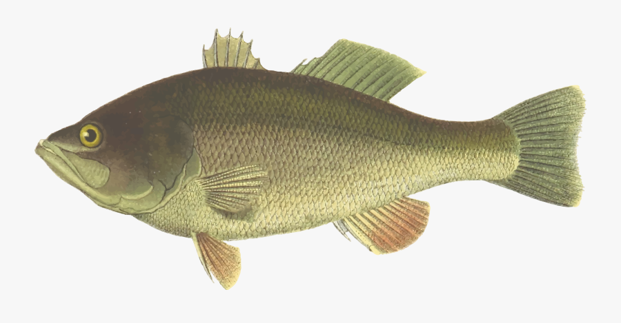 Clipart River Fish - Largemouth Bass Fish Clipart, Transparent Clipart