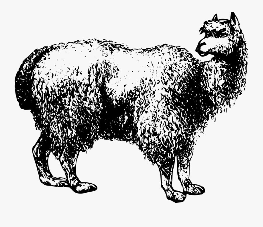 Livestock,monochrome Photography,carnivoran, Transparent Clipart