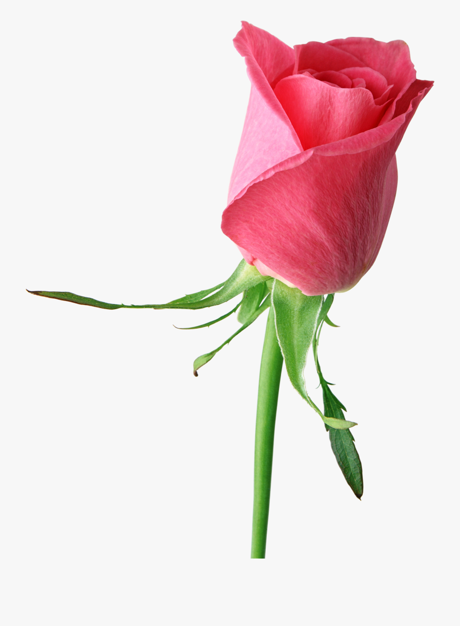 Single Red Rose Flower Love, Transparent Clipart