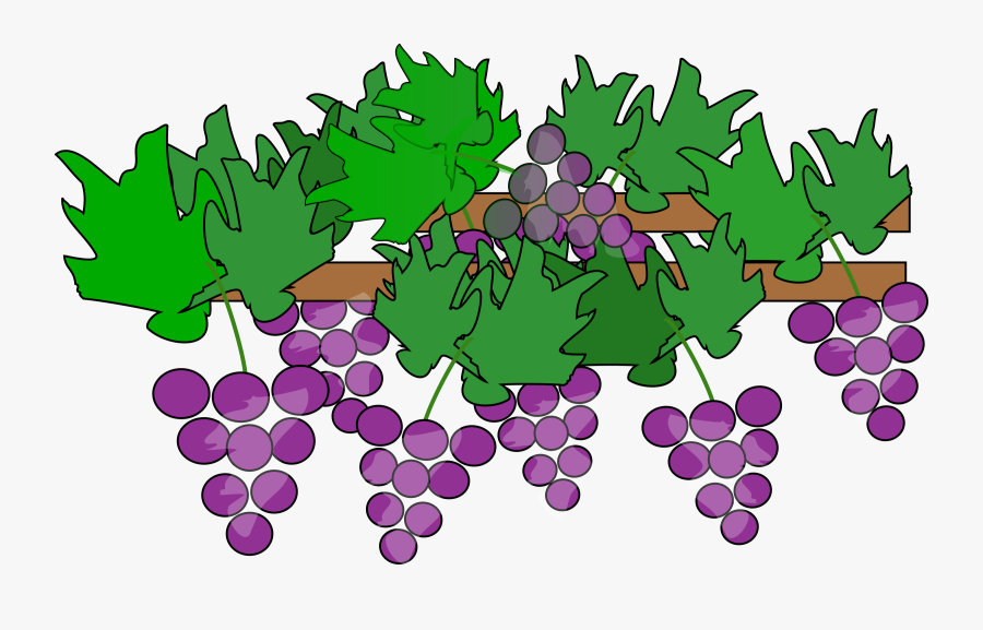 Free Whole Vine Of Grapes Cli - Grapes Vine Clipart, Transparent Clipart