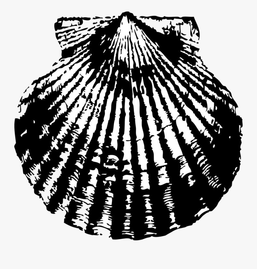 Free Vector Scallop Shell Clip Art - Scallop Shell Clipart, Transparent Clipart