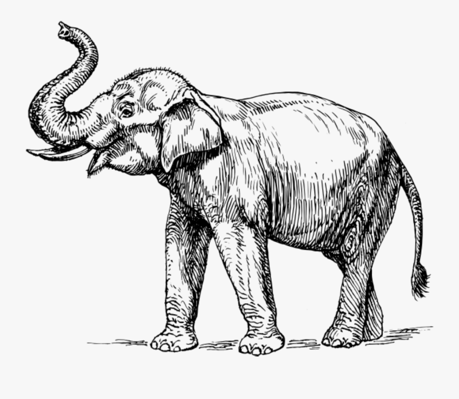 Art,monochrome Photography,carnivoran - Elephant Drawing Trunk Up, Transparent Clipart