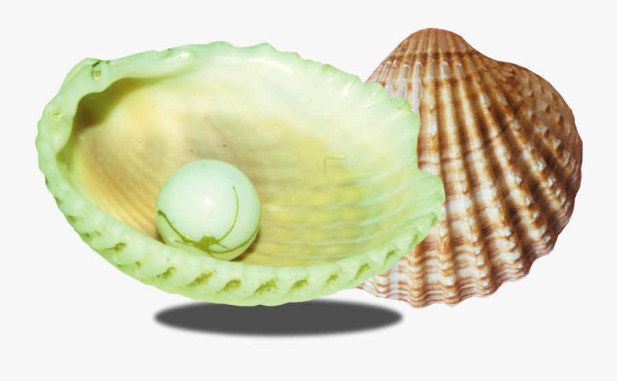 Mussel Clipart Seashell - Seashell With Pearl, Transparent Clipart