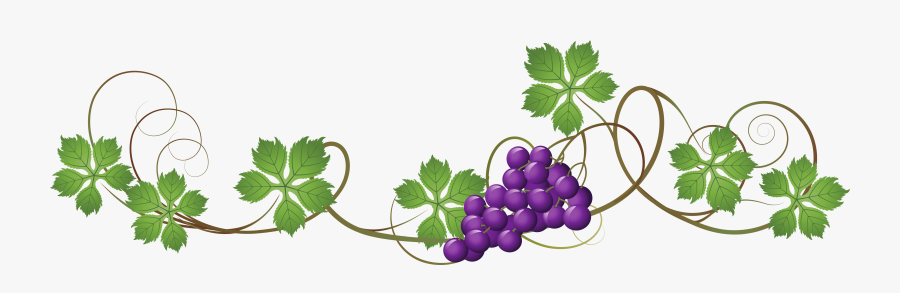 Vine Decoration Png Picture Grapes Vines - Transparent Background Grape Vine Clipart, Transparent Clipart
