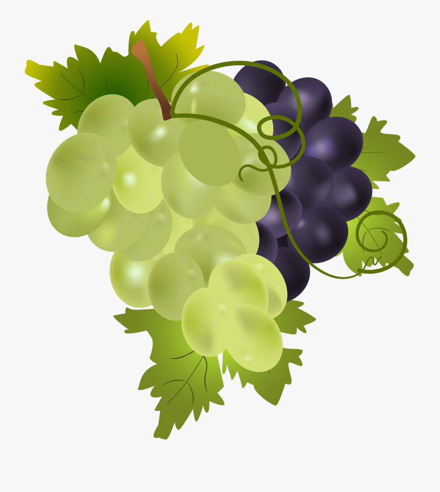 More Grapes Clip Art Download Clipartix - Png Grapes Clip Art, Transparent Clipart