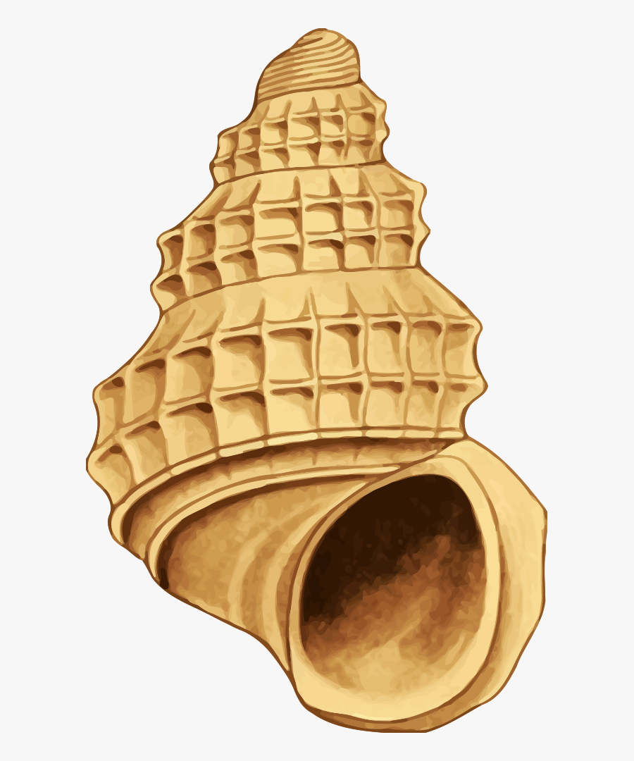 Animal, Beach, Ocean, Sea, Seashell, Seaside, Shell - Seashell, Transparent Clipart