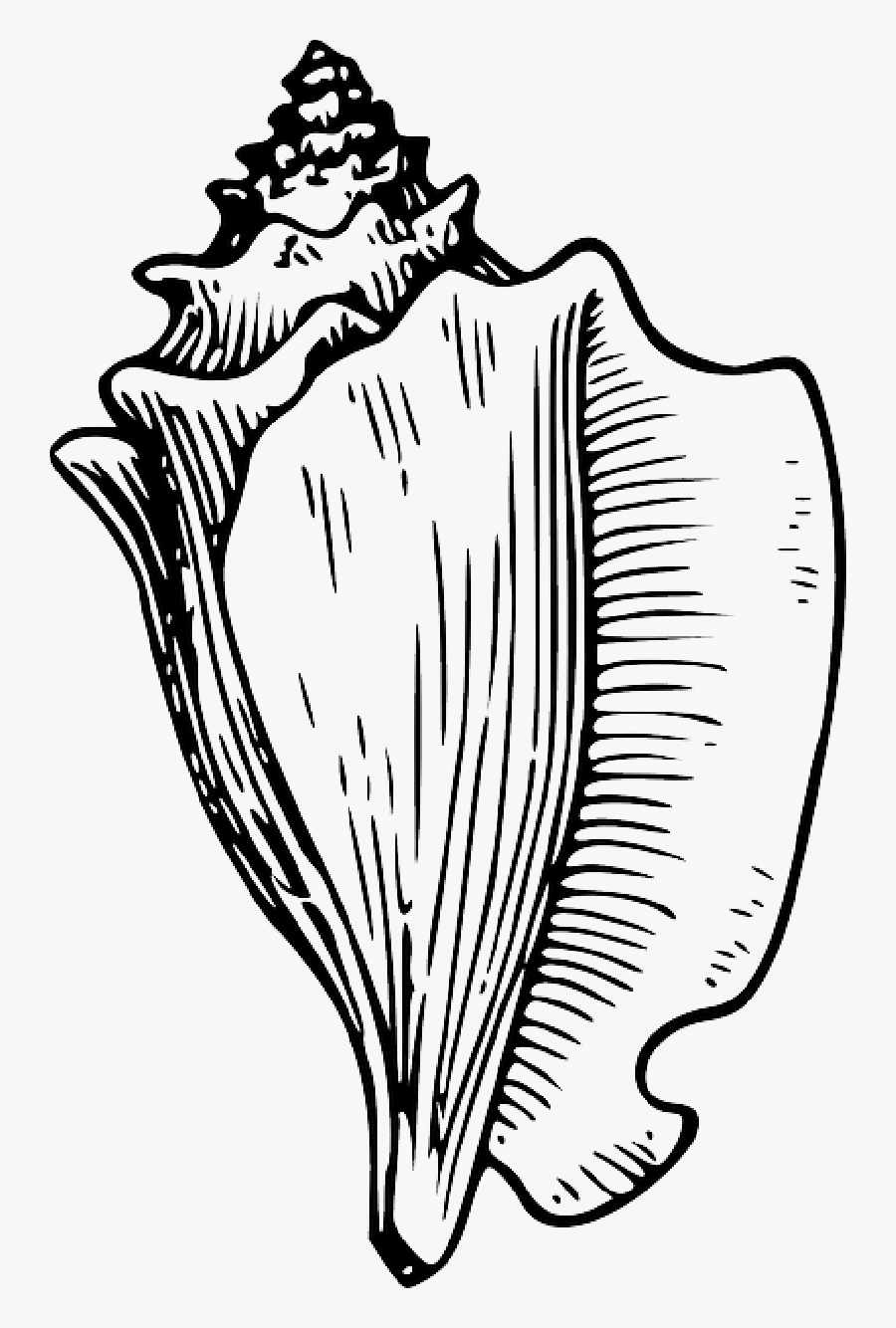 Drawing Sea Shell - Conch Clip Art, Transparent Clipart