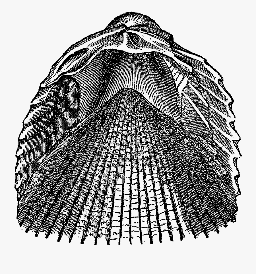 Drawing, Transparent Clipart