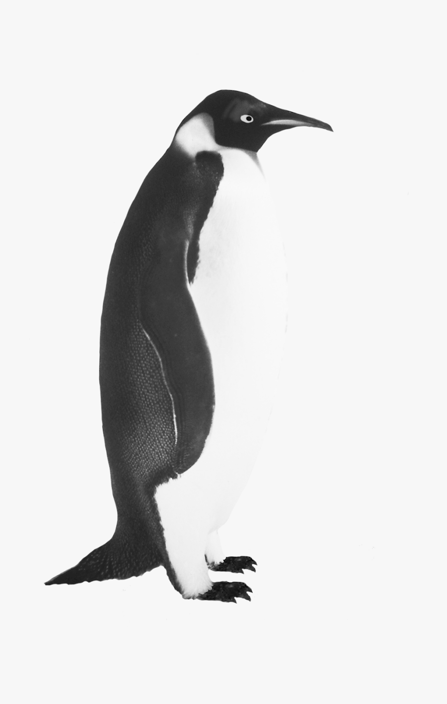 Penguin Clip Art Emperor Penguin - Emperor Penguins Clipart Png, Transparent Clipart