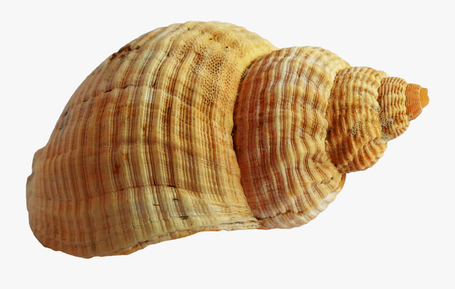 Clip Art Png Free Images Toppng - Transparent Background Sea Shell Transparent, Transparent Clipart